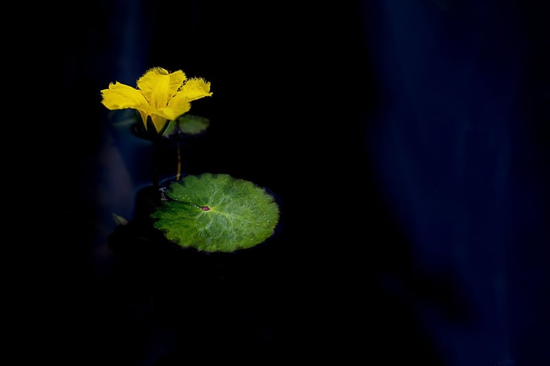 Lotus Flower in Nature